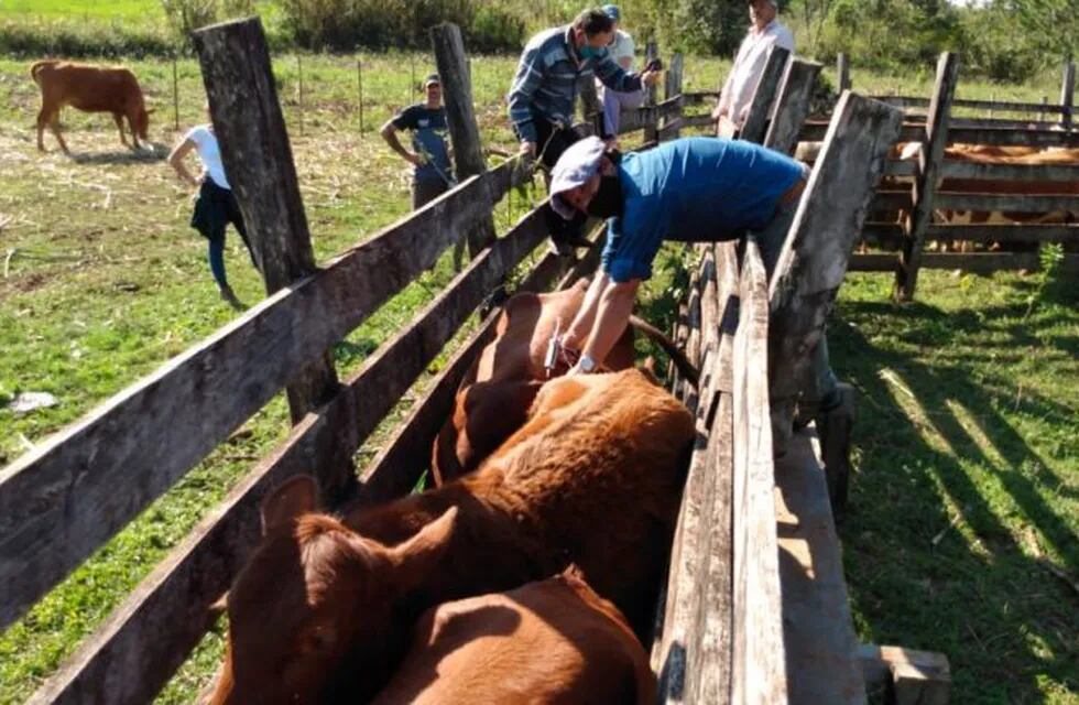 Vacunación de ganado vacuno en una de las mangas de corrales misioneros.