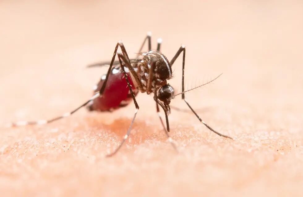 Utilizan una estrategia de nexos epidemiológicos ante el aumento de casos de dengue en Misiones.