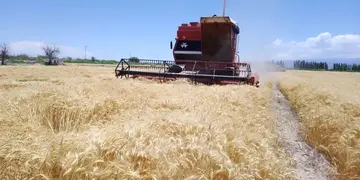 Los campos de trigo en 25 de Mayo.