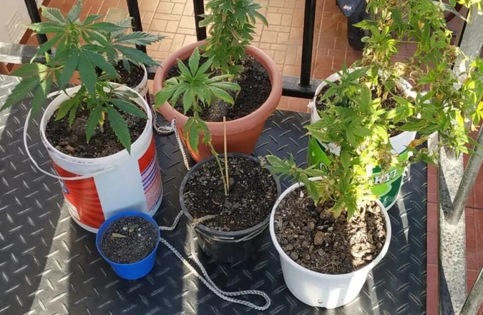 Las plantas de marihuana estaban prolijamente cuidadas.