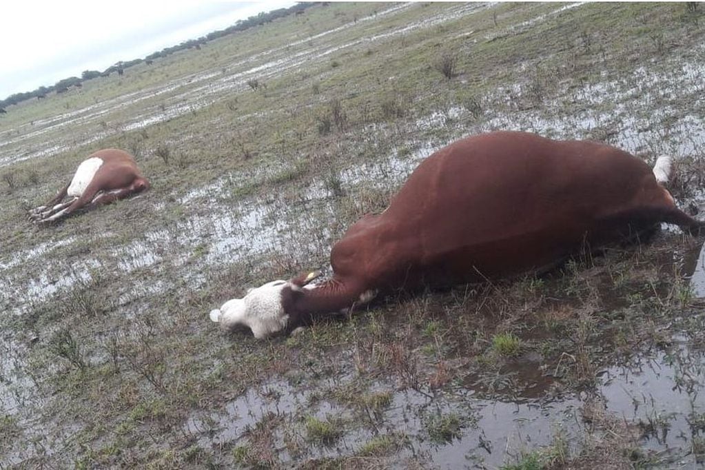 Un rayo mató tres vacas en San Jaime de la Frontera