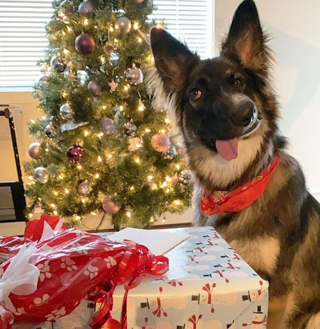 Brodie abriendo los regalos navideños. (Instagram)