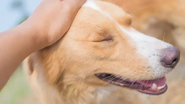 Descubren que acariciar a tu perro es una terapia efectiva para reducir la ansiedad y el estrés