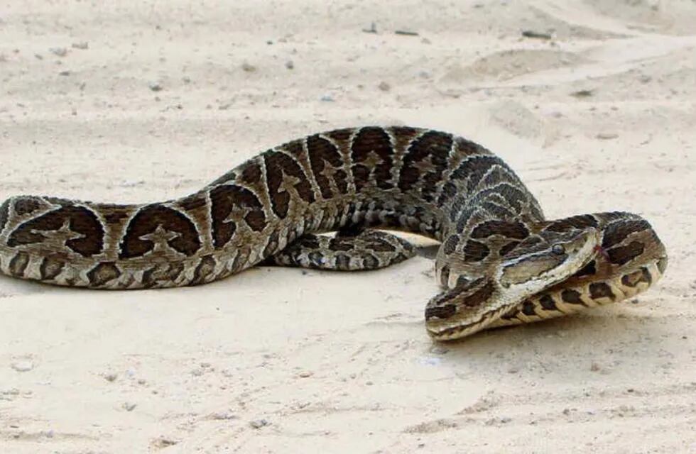 La serpiente se encontraba en las sábanas de la pequeña.