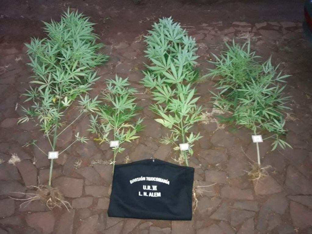 Secuestraron cuatro plantas de marihuana en Cerro Azul