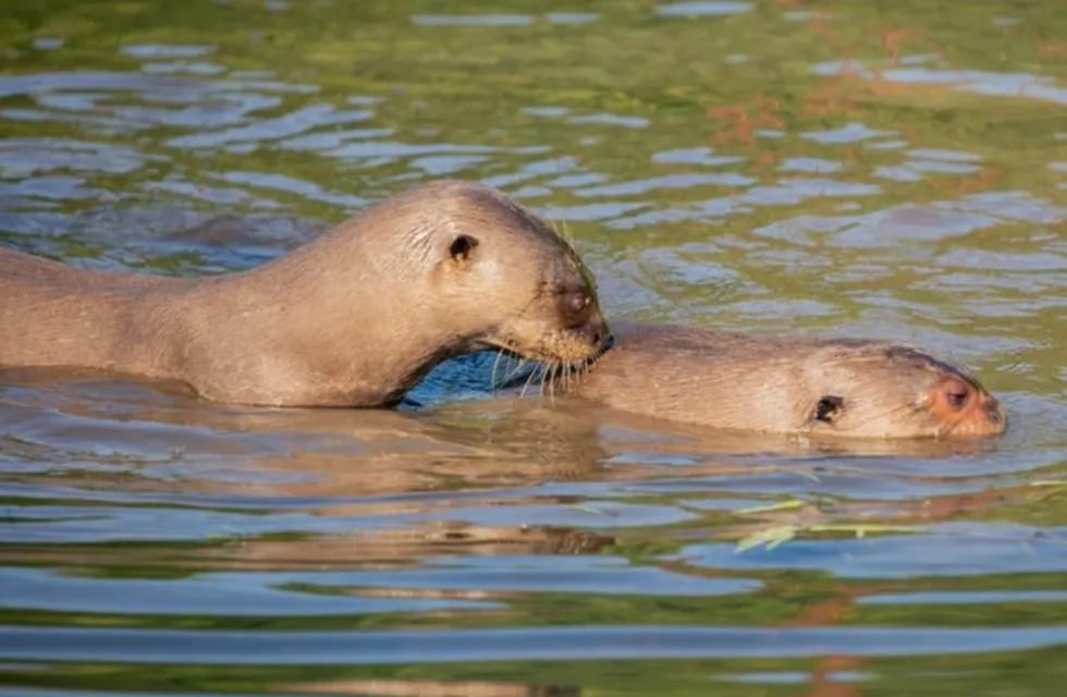 Coco y Alondra la pareja de Nutrias Gigantes en los Esteros del Iberá.