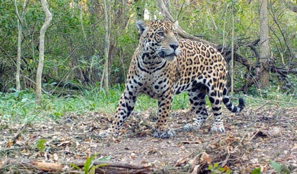 Inédito: cruzarán a dos yaguaretés para salvar la especie en extinción