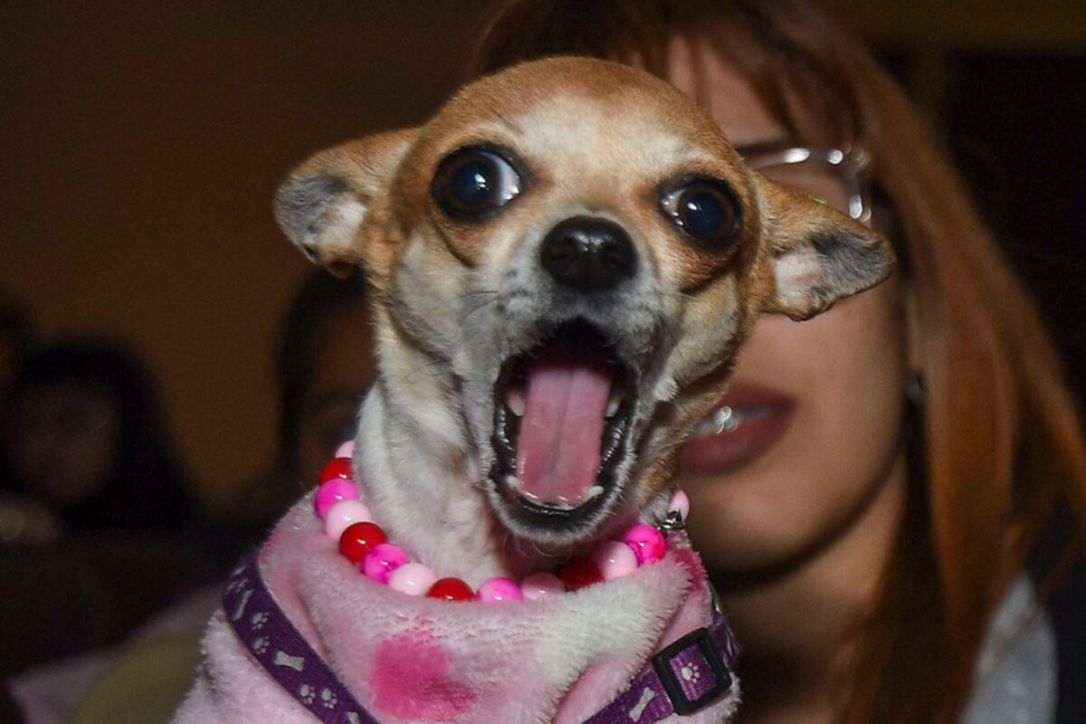 Argentina tuvo su primera función de cine para perros.