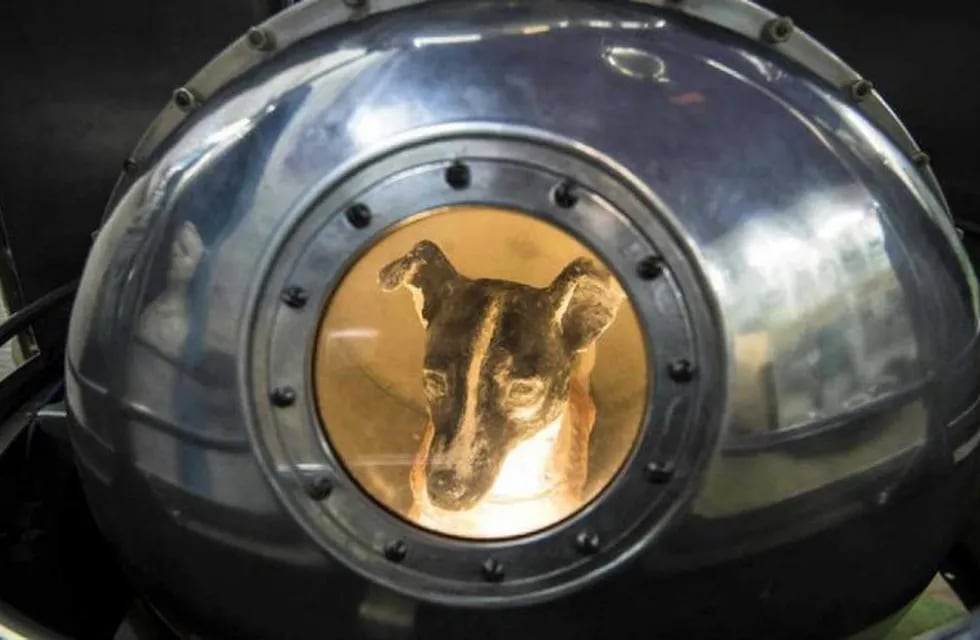 Laika, la primera en viajar al espacio (Web)