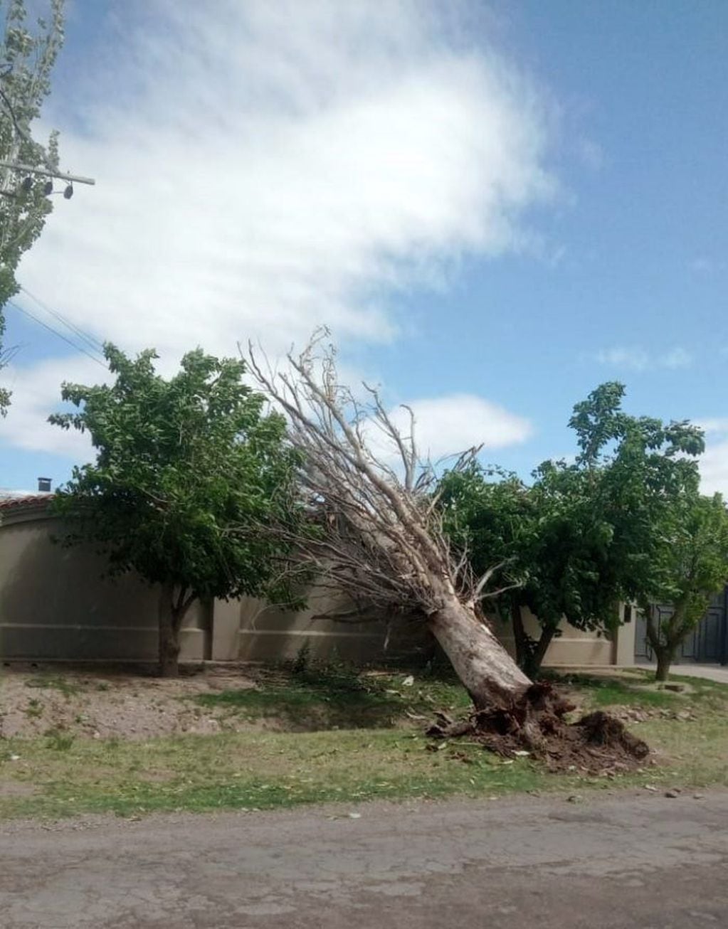Las ráfagas de viento superaron los 100 kilómetros lo que generó la caída de decenas de árboles y grandes ramas en distintas zonas de San Rafael.