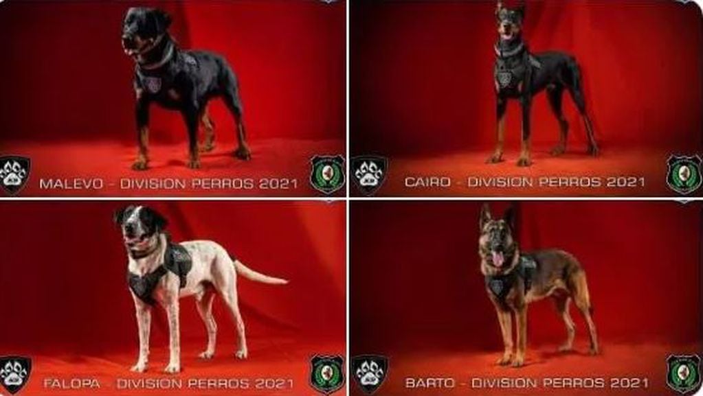 Perro policía "Falopa".