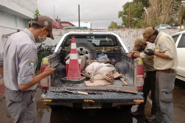Detuvieron a cazadores furtivos en La Payunia