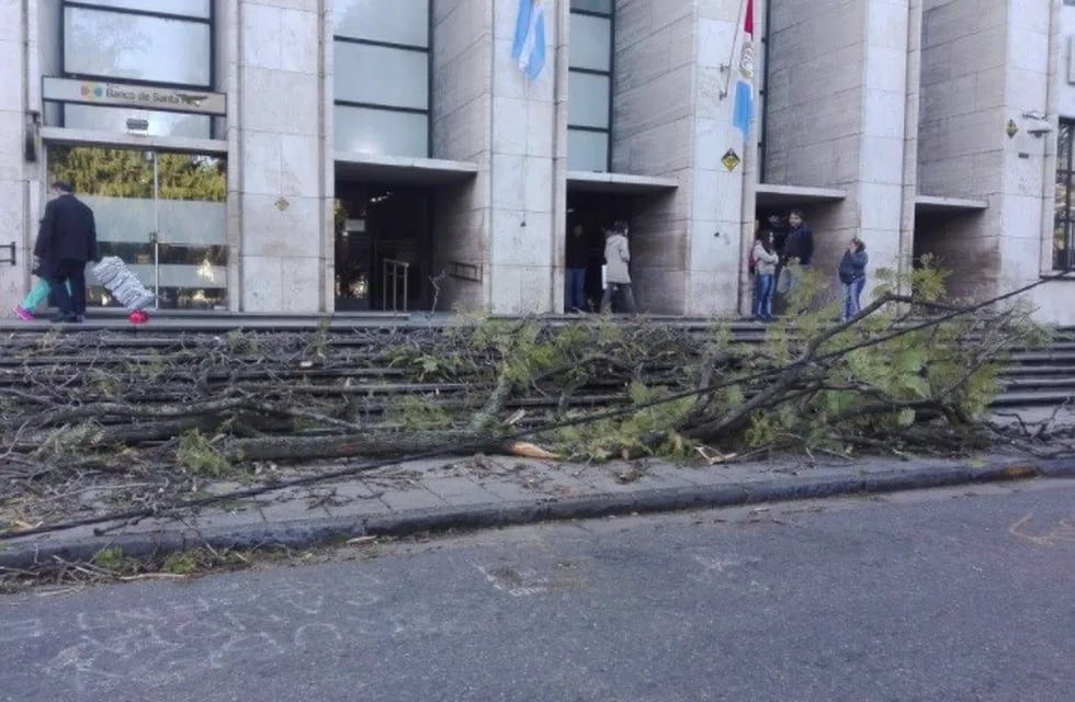 En Tribunales , un árbol caído restringió el ingreso en uno de los accesos al edificio. (@belitaonline)