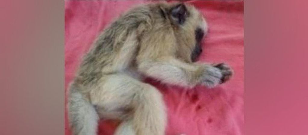 Un mono carayá fue atacado a piedrazos en Candelaria.