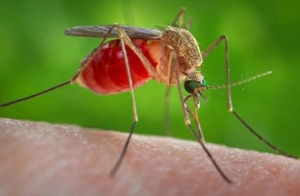 Buscan medir la proliferación de larvas de mosquitos Aedes aegypti.
