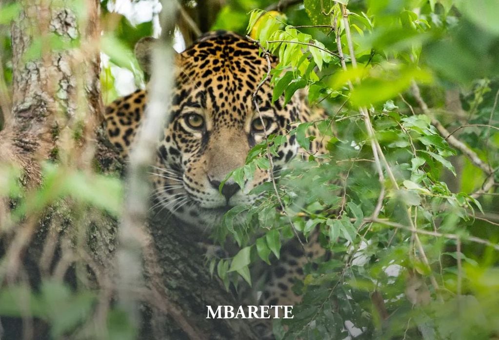 Mbarete, la yaguareté correntina, falleció en febrero del 2023.