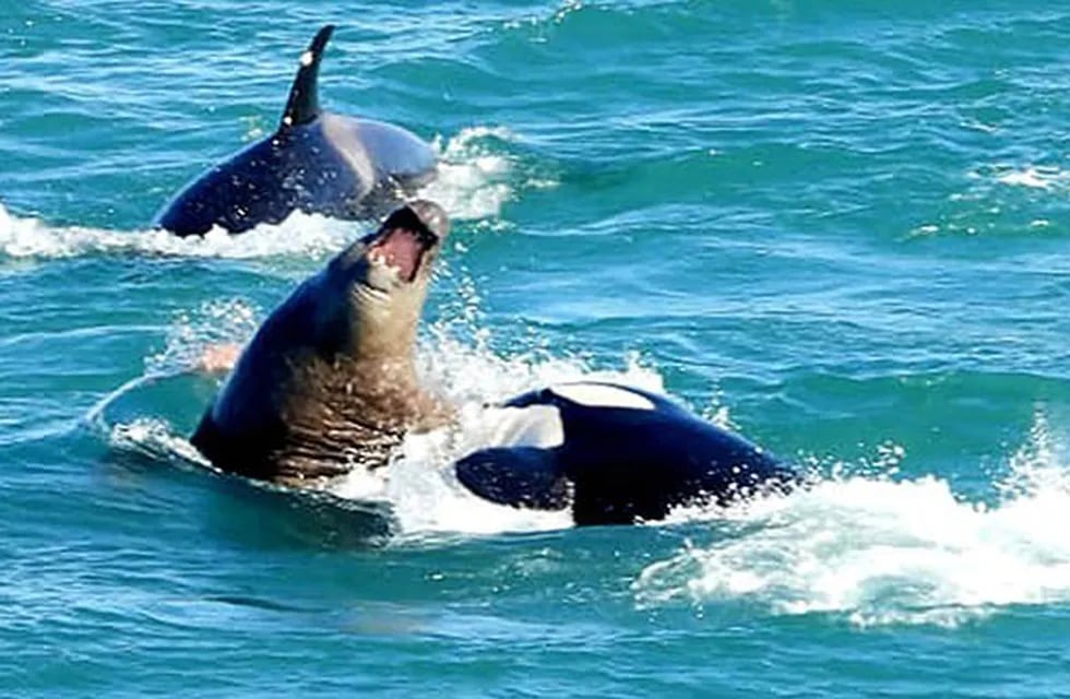 Ataque de orcas a lobo marino.