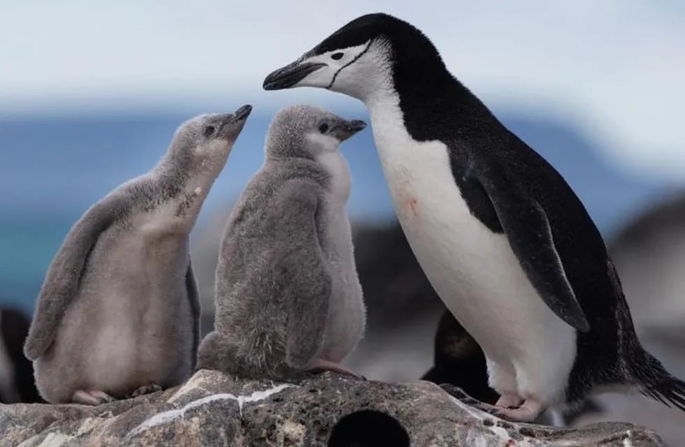 Pingüinos de \