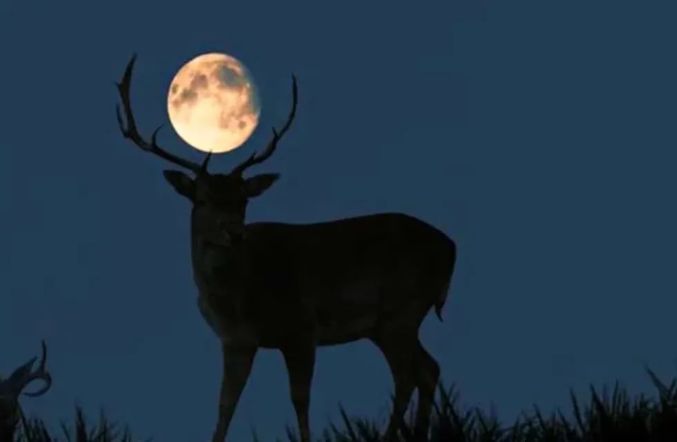 La Superluna de Ciervo, el evento astronómico más importante de julio, donde la luna se verá más grande y luminosa en todo el año. Foto: Getty Images.