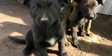 Refugio de perros en Guaymallén