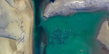 Delfines varados Río Negro
