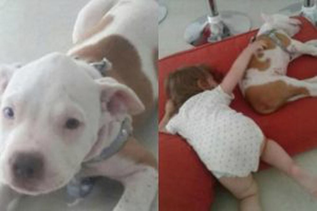 El perro que les robaron a dos niñas en un asalto en La Plata.