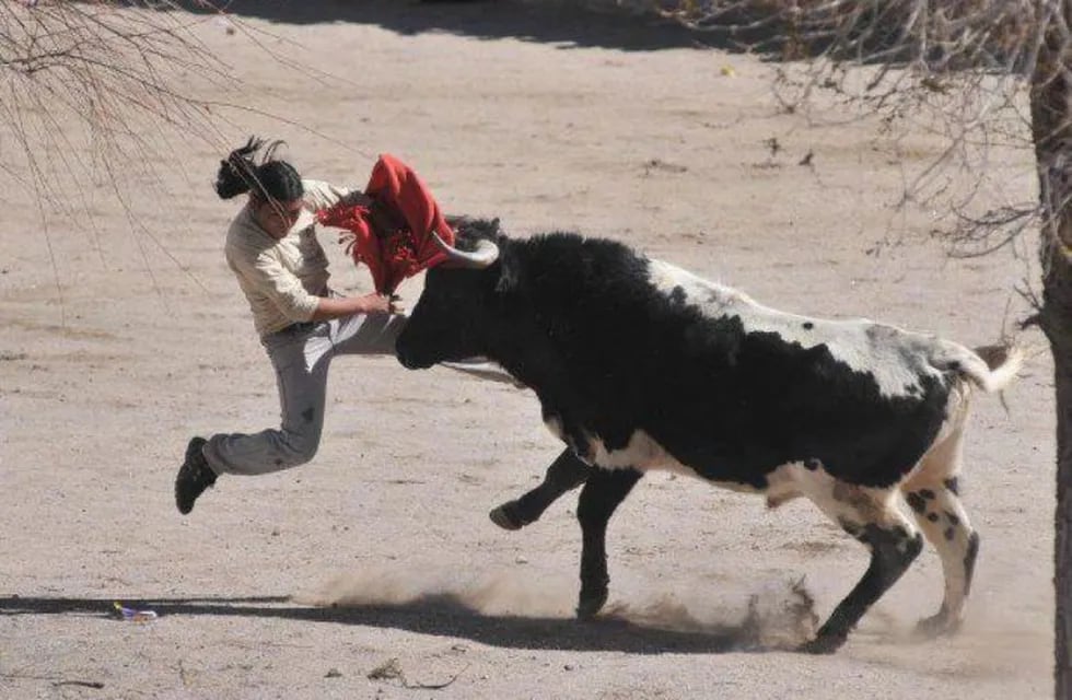 Un torero puneño intenta arrebatarle la vincha al toro en la festividad de CAsabindo
