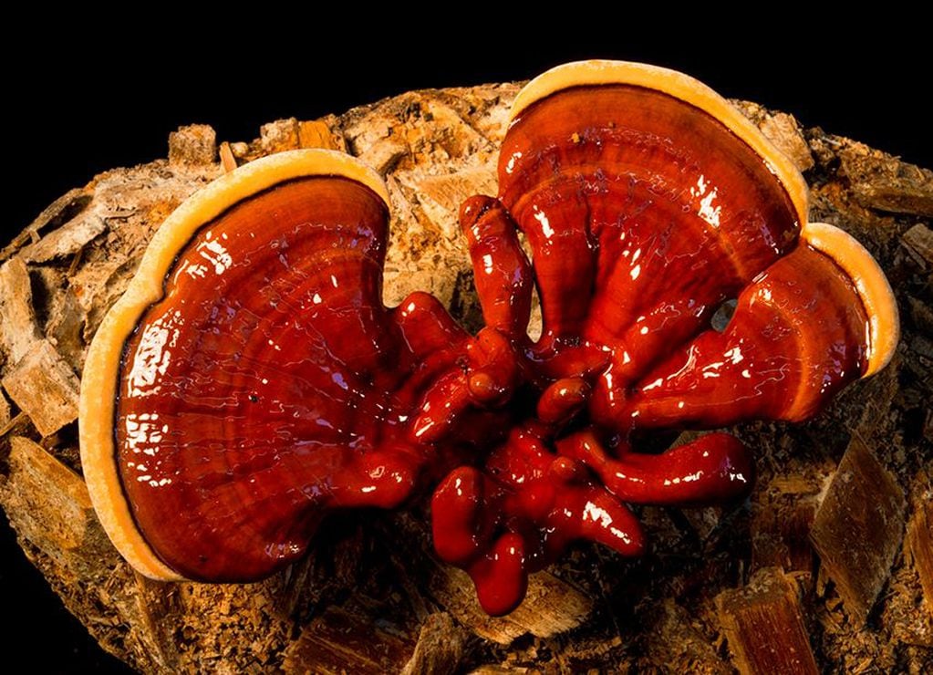 Ganoderma lucidum mejor conocido como Hongo Reishi es una medicina tradicional de China que se utiliza, hace al menos, 2000 años.