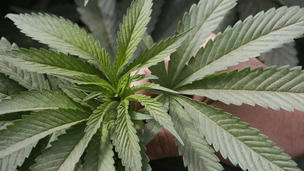 Una planta de Cannabis, cultivada en una maceta, en una casa particular (AP / Archivo).
