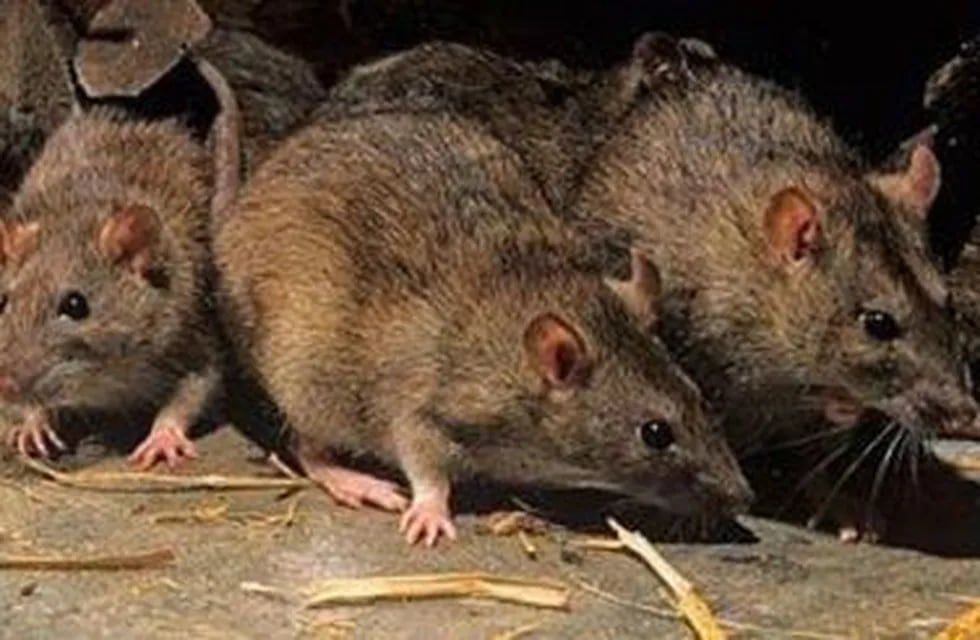Se detectaron ratones colilargos en  Rada Tilly