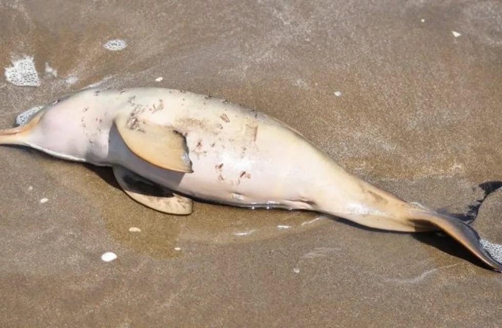 Hallaron 14 delfines muertos en las playas del Partido de la Costa. ( Fundación Mundo Marino)