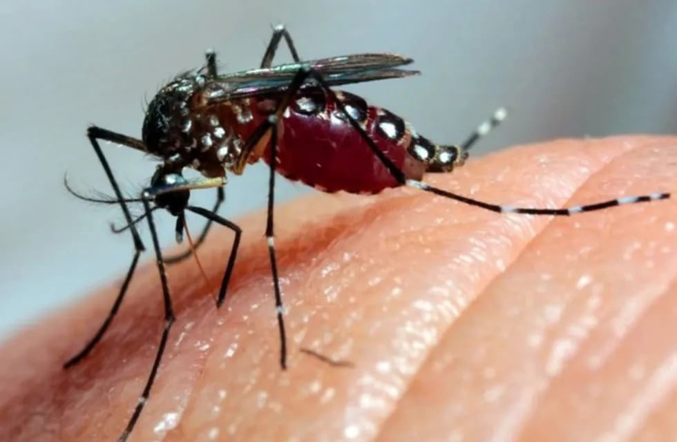 Invasión de mosquitos en la Costa Argentina.