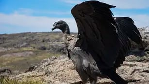 Liberan al Condor restacado por Policía Ambiental en Parque Nacional Quebrada del Condorito