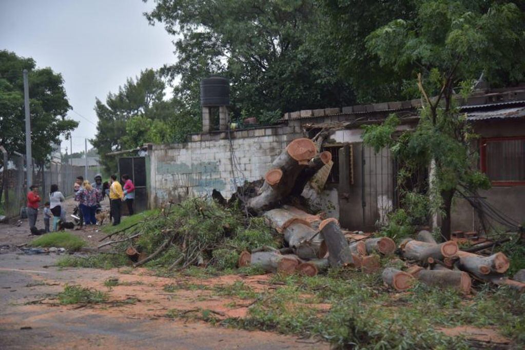 Cayó un árbol durante la tormenta en Cerveceros.