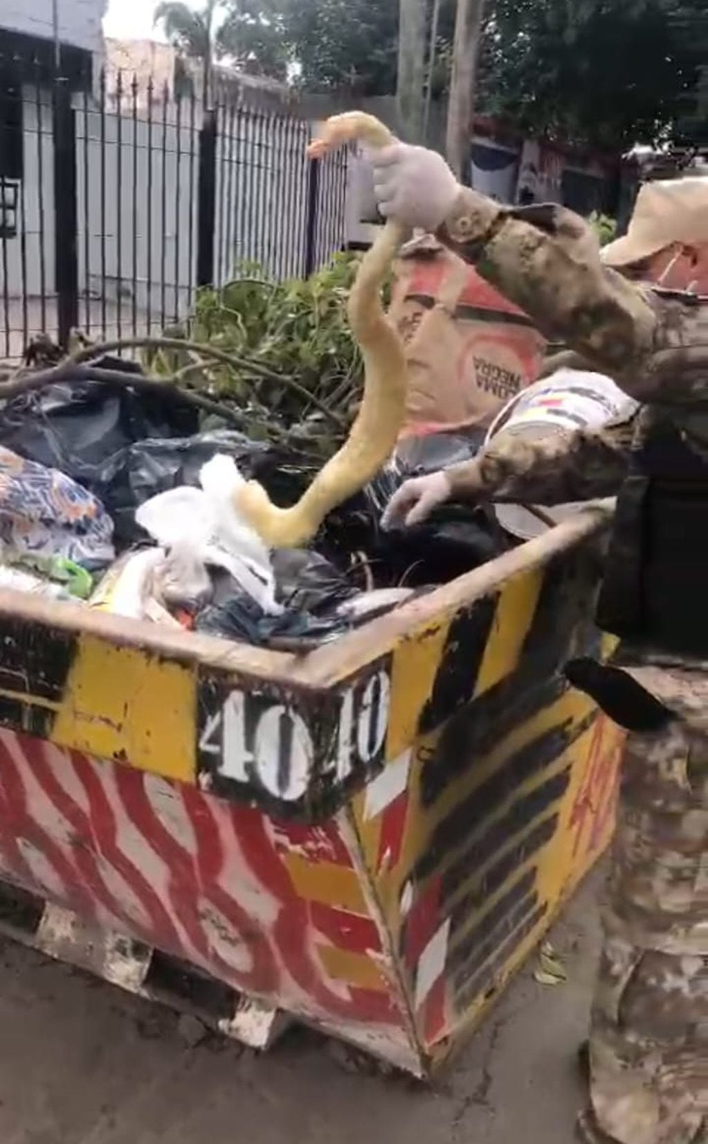Aparecieron 26 animales muertos en un contenedor de basura.