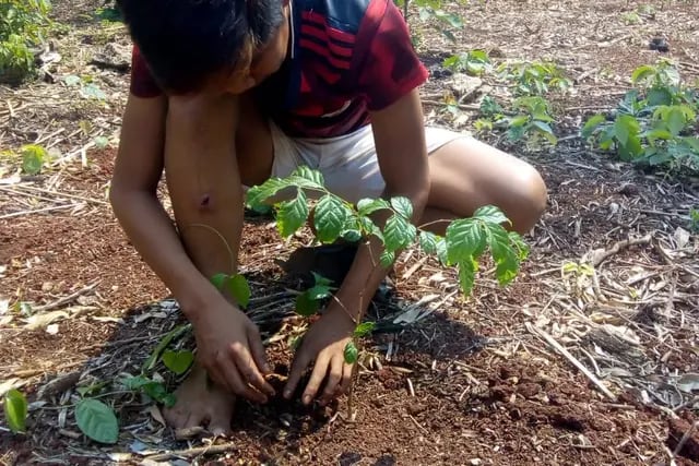La comunidad Yryapu lleva plantado 133 plantines de árboles en lo que va del año