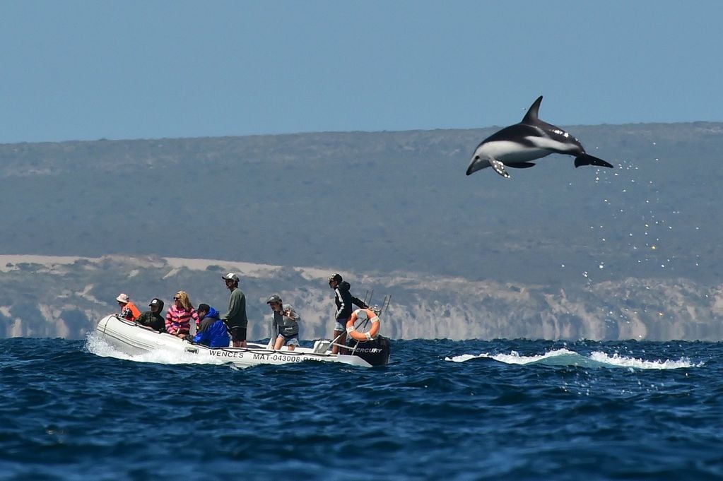 El avistamiento de delfines oscuros es una de las principales atracciones en Puerto Madryn.