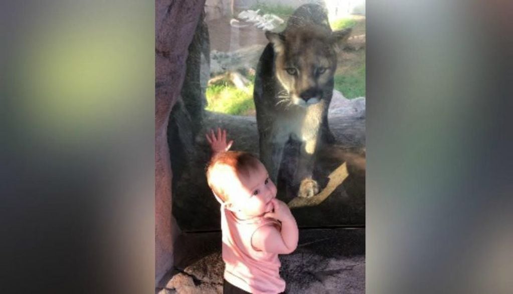El video que muestra el encuentro cara a cara de Scarlette y el puma se volvió viral en internet.