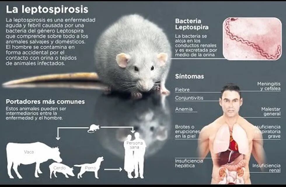 Leptospirosis (WEB)