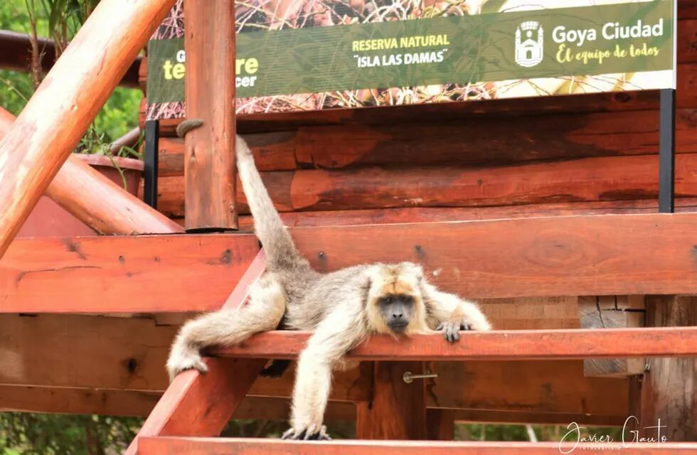 El emotivo abrazo que le dio un mono a un cabo de prefectura en la Reserva Natural Isla Las Damas.