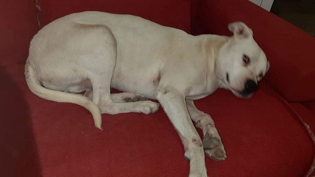 El dogo sordo que no ladra encontró al fin una familia que lo amará. Fotografía: Facebook Guadería Canina de La Isla Jordán de Cipolletti.
