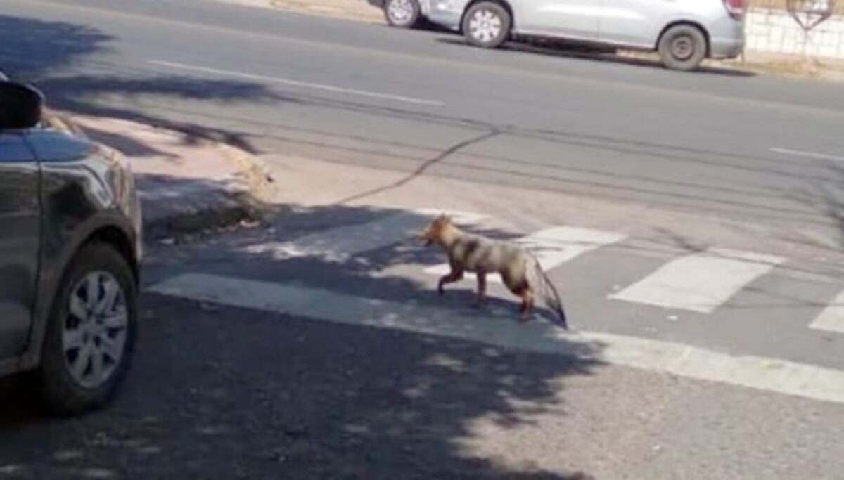 Zorro suelto en Córdoba.