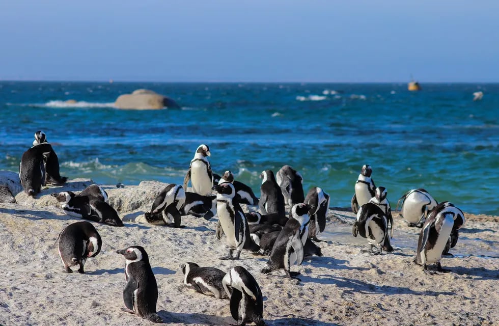 Investigan la muerte de más de un centenar de pingüinos en Punta Tombo (Pexels:  Beachbumology).