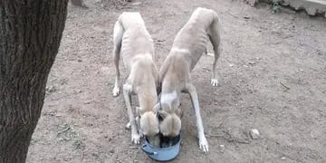Perros galgos en estado de desnutrición