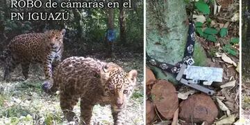 Robaron cámaras trampas del Parque Nacional Iguazú