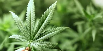 20 de abril: Día de la Marihuana: ¿Puede mejorara los orgasmos?