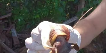 Eldorado: sigue la alerta por aparición de caracoles africanos