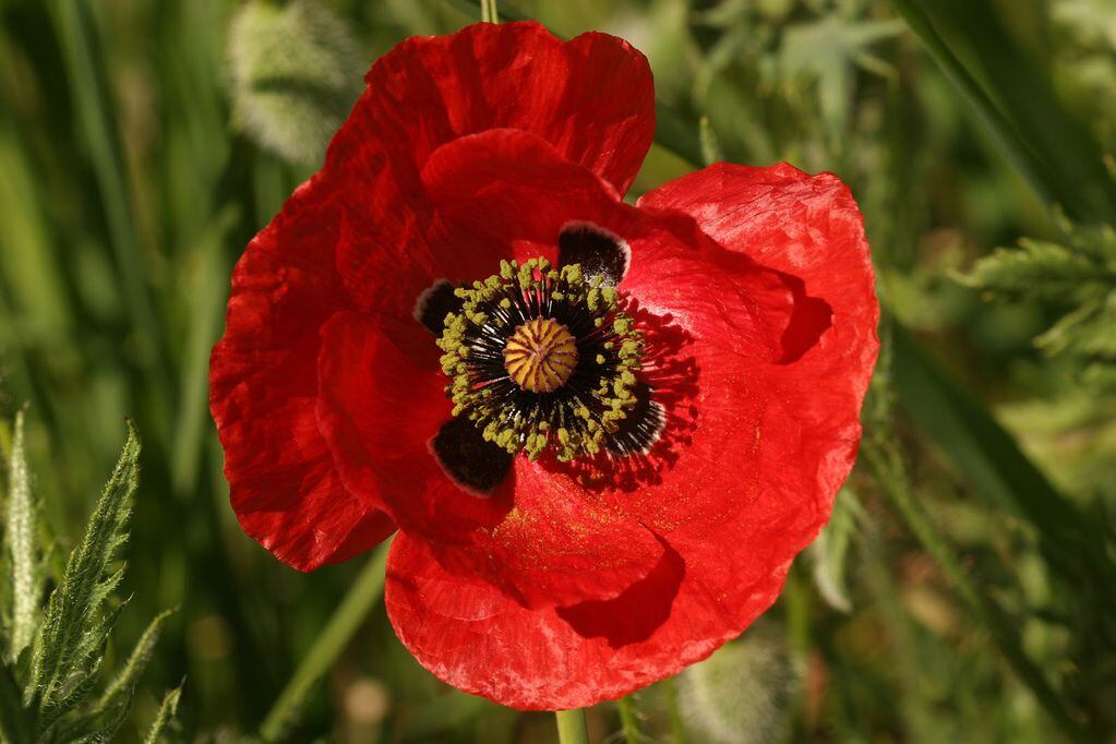 De las flores de amapola se extrae el opio, a partir del cual se producen drogas como la heroína.