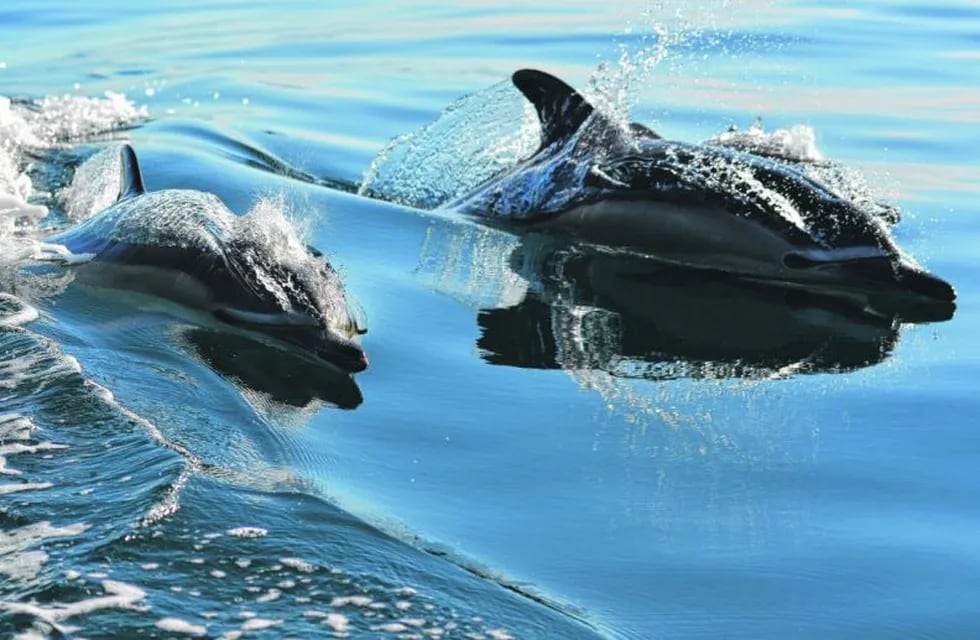 Un grupo de delfines quedaron atascados en la costa de Ushuaia. Los vecinos como la Prefectura, ayudaron a escapar.