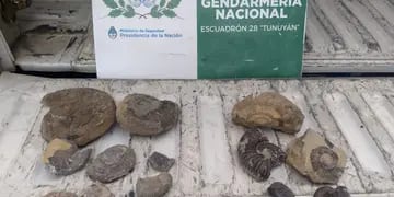 Gendarmería secuestro piezas paleontológicas